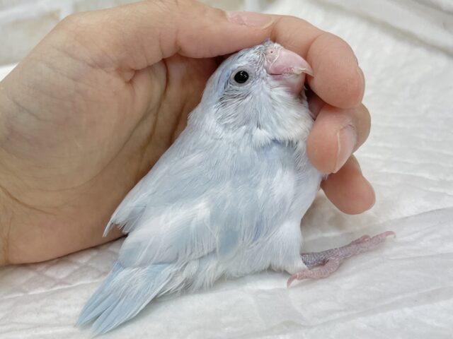 マメルリハ