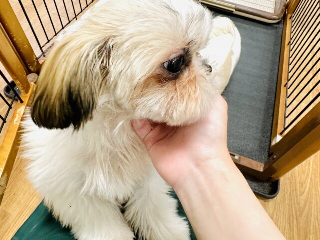 シーズー