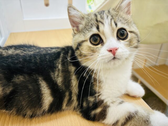 スコティッシュフォールド
