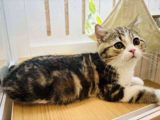 スコティッシュフォールド