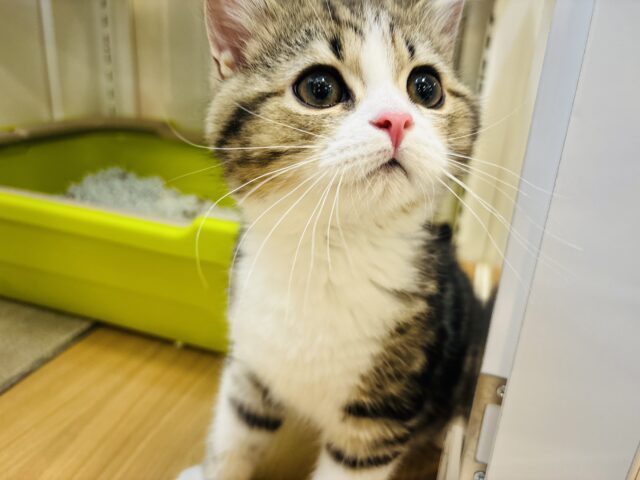 スコティッシュフォールド