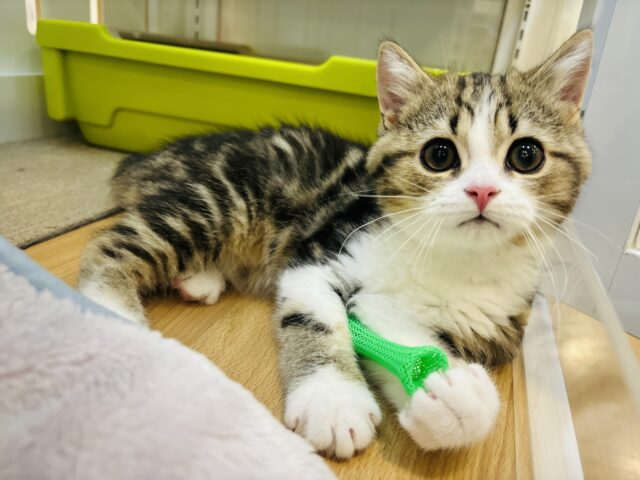 スコティッシュフォールド