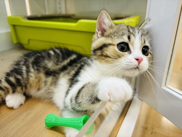 スコティッシュフォールド