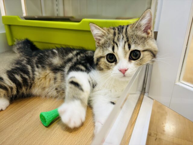 スコティッシュフォールド