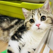 超ホヤホヤ最新画像✨とんでもない可愛さ♡スコティッシュフォールドくん！