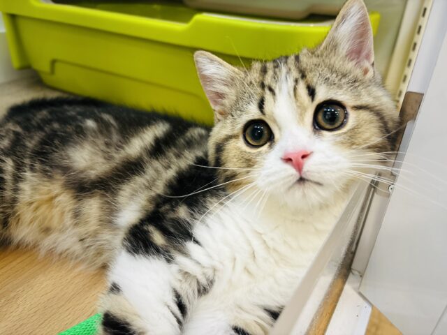 超ホヤホヤ最新画像✨とんでもない可愛さ♡スコティッシュフォールドくん！