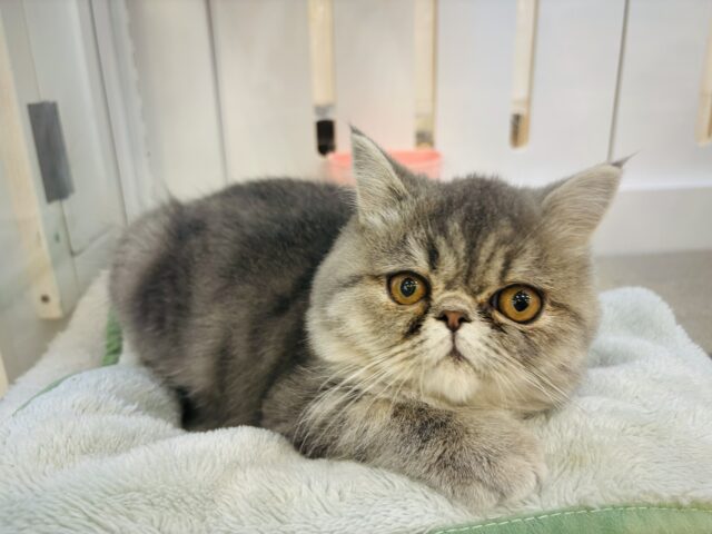 エキゾチック