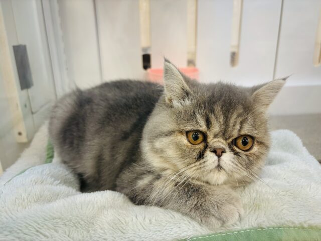 エキゾチック