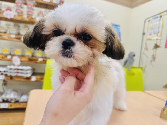 シーズー