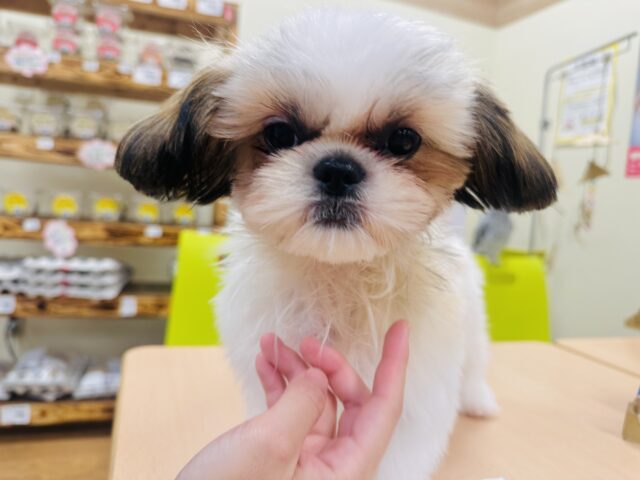 シーズー