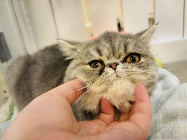 エキゾチック