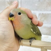 最新画像あり⭐️動画あり⭐️抹茶グリーンが魅力的💚🩷コザクラインコ（オリーブ）