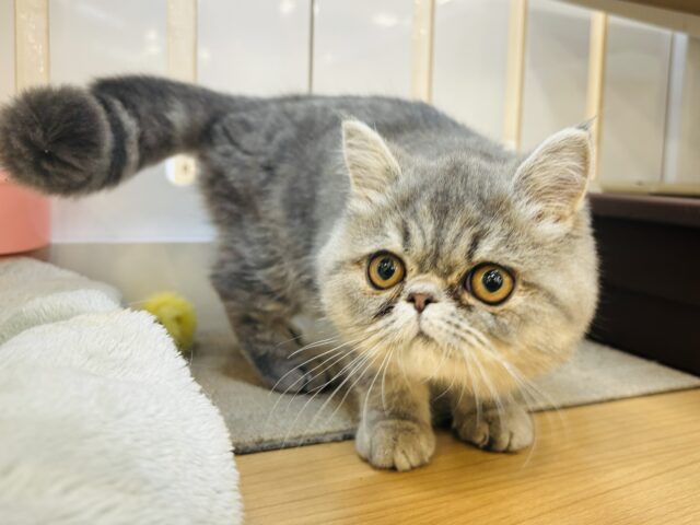 エキゾチック