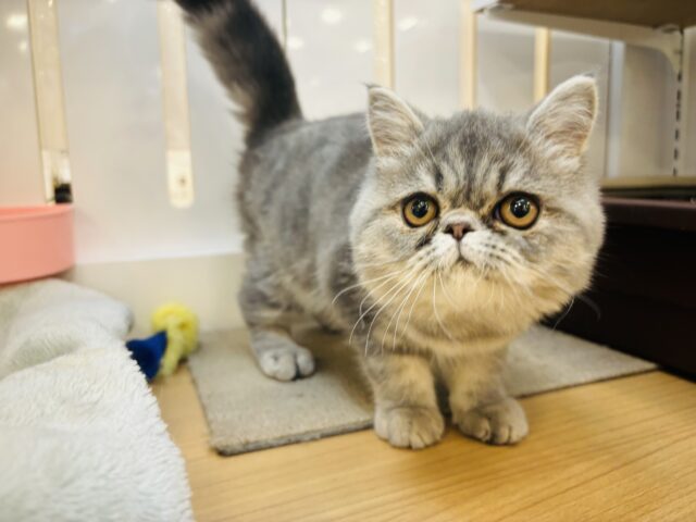 エキゾチック