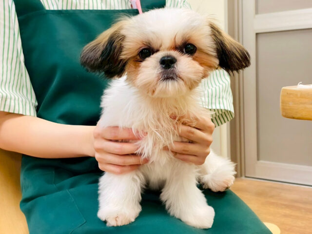 シーズー