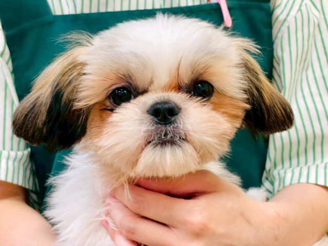 まんまるボディの甘えん坊シーズーちゃん😘お求めやすい価格になりました！