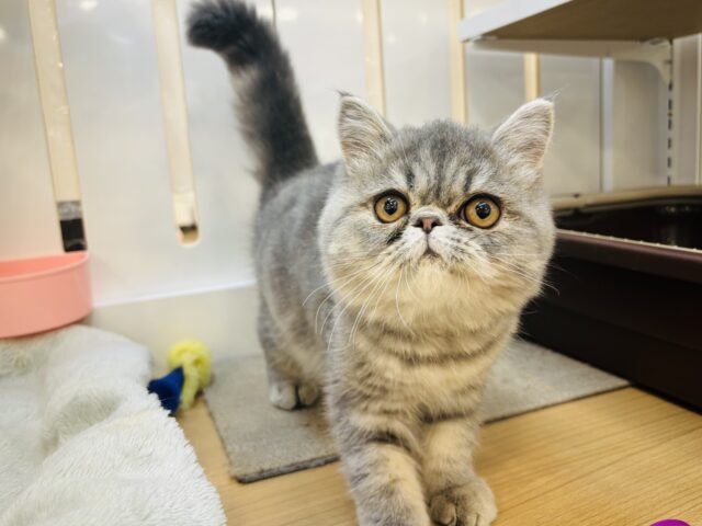 エキゾチック