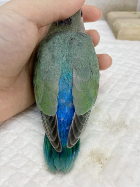 コザクラインコ（小桜インコ）