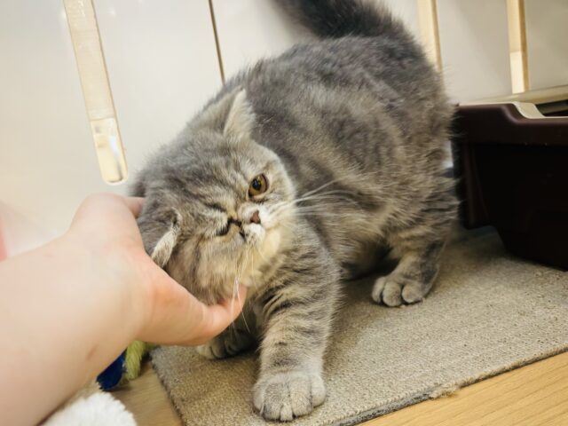 エキゾチック