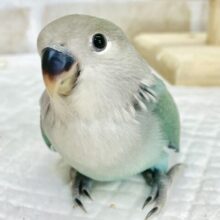 最新画像あり⭐️輝くブルー💎✨コザクラインコ（ブルー）