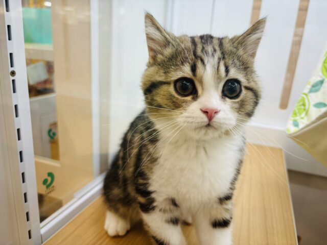 スコティッシュフォールド