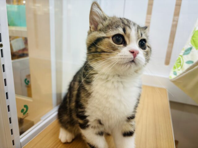 スコティッシュフォールド