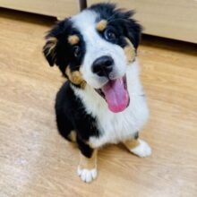 圧倒的な可愛さ🐶⭐バーニーズくん！