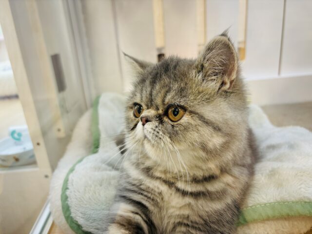 エキゾチック
