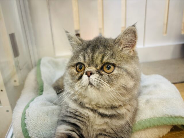 エキゾチック