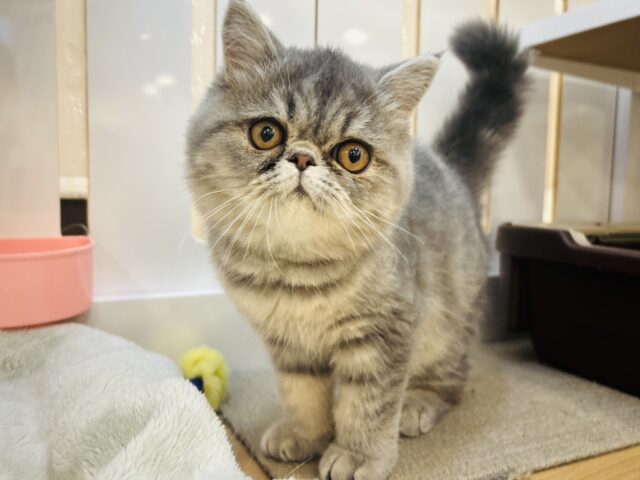 超ホヤホヤ最新画像✨沼にハマったら最後…♥エキゾチックショートヘアくん！