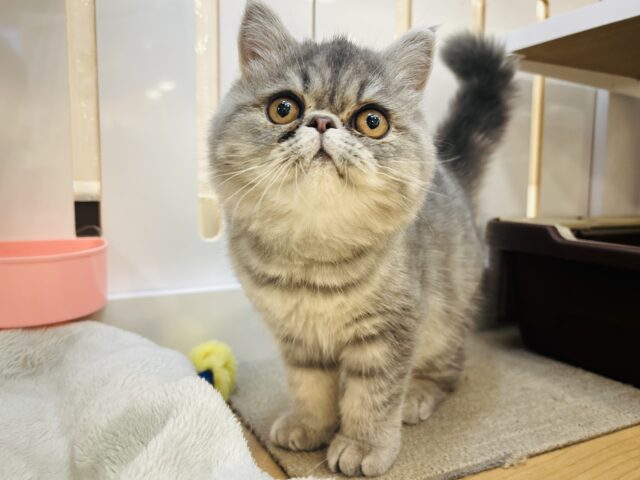 エキゾチック