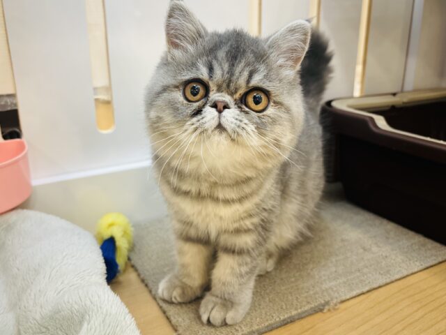 エキゾチック