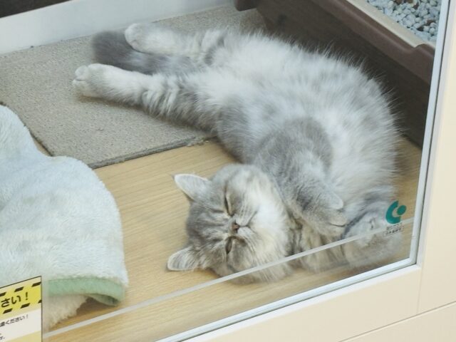エキゾチック