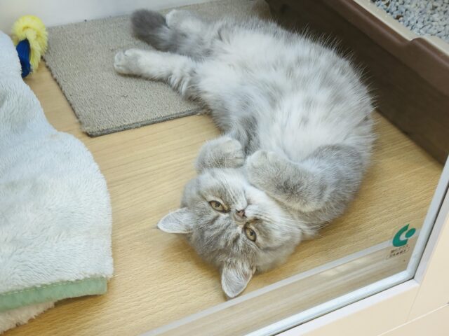 エキゾチック