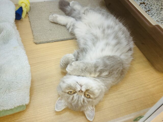 エキゾチック
