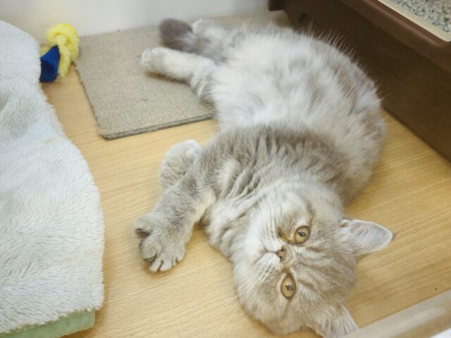 エキゾチック