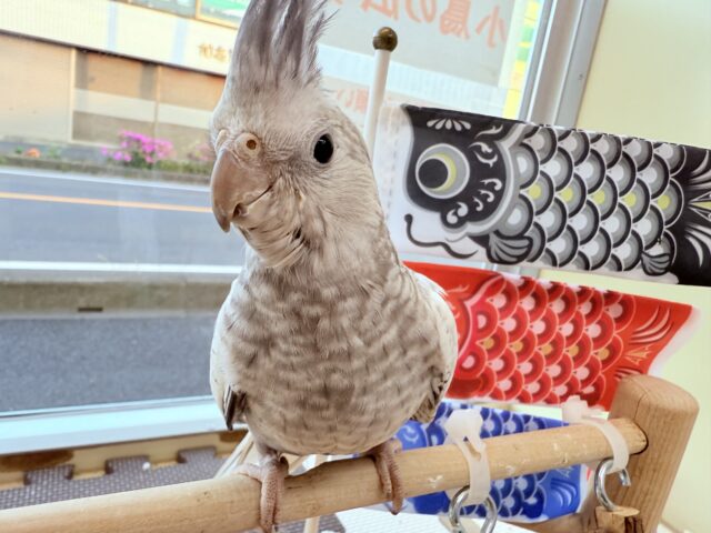 オカメインコ