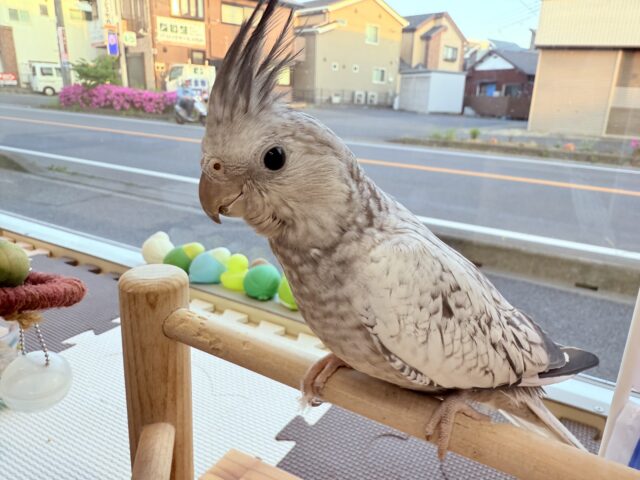 オカメインコ
