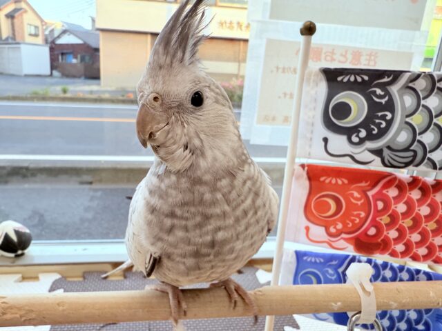 オカメインコ