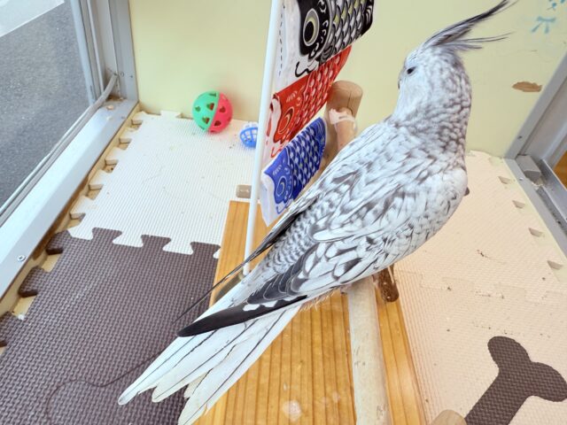 オカメインコ