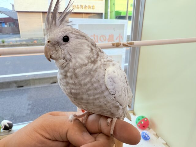 オカメインコ