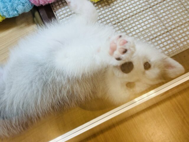 シベリアンハスキー