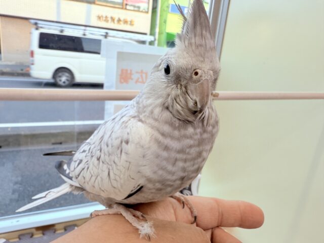 オカメインコ