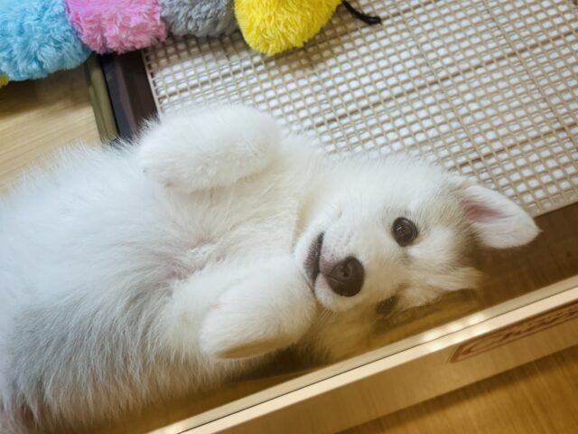 シベリアンハスキー