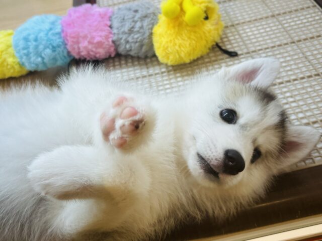 シベリアンハスキー