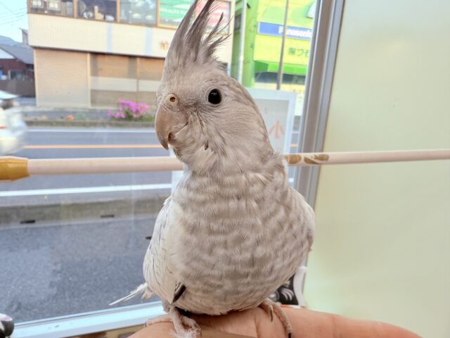 オカメインコ