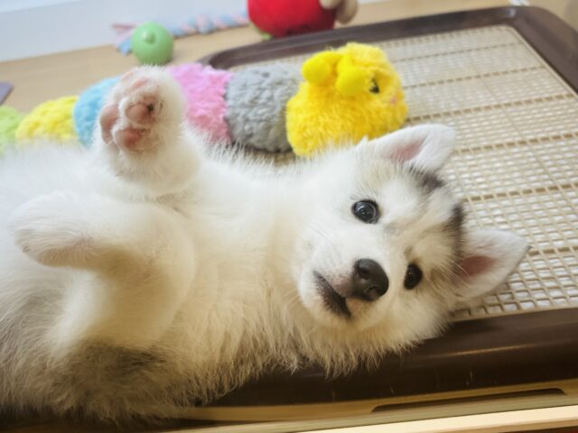 シベリアンハスキー