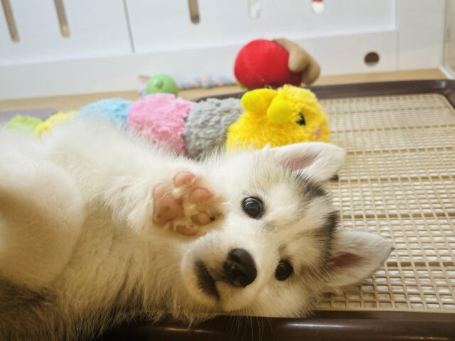 シベリアンハスキー