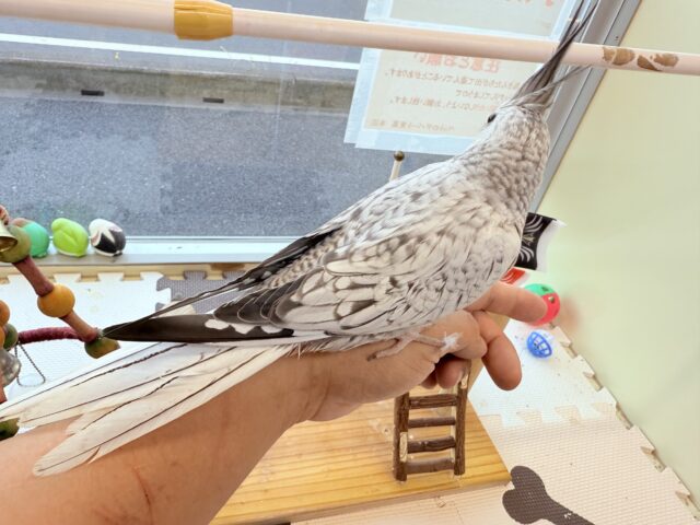 オカメインコ