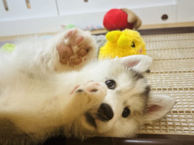 シベリアンハスキー